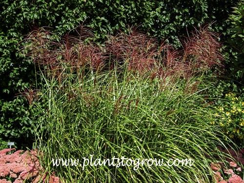 Porcupine Grass (Miscanthus sinensis)